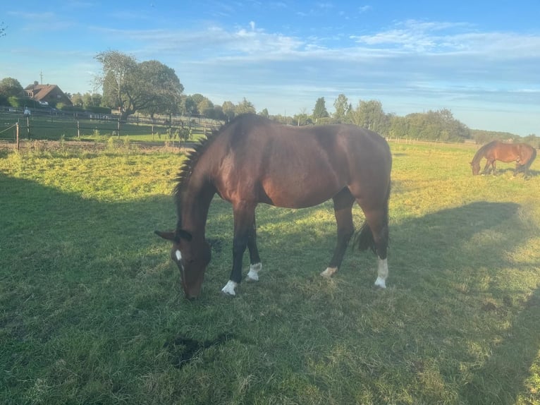 Rheinländer Giumenta 17 Anni 172 cm Baio in Issum