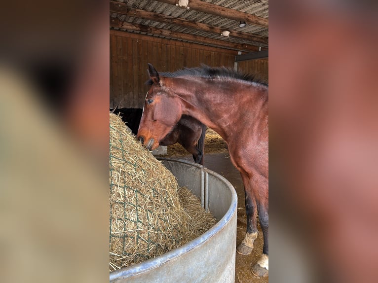 Rheinländer Giumenta 17 Anni 172 cm Baio in Issum