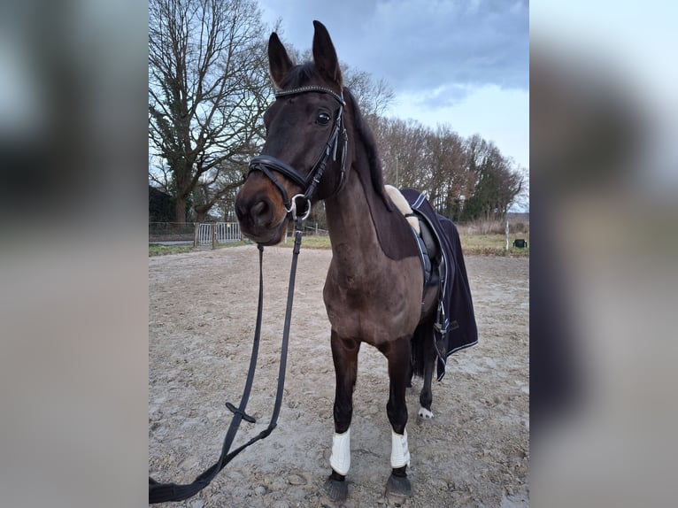 Rheinländer Giumenta 17 Anni 172 cm Baio scuro in Marl