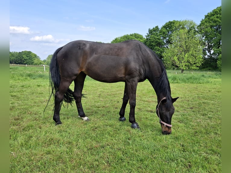 Rheinländer Giumenta 17 Anni 172 cm Baio scuro in Marl