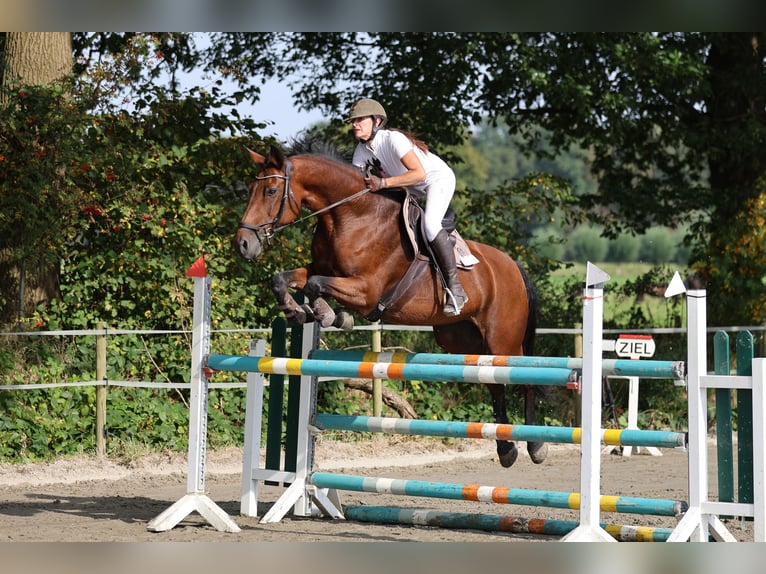 Rheinländer Giumenta 18 Anni 168 cm Baio in Kisdorf