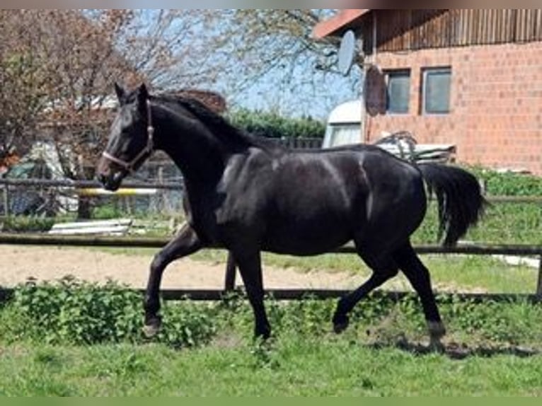 Rheinländer Giumenta 18 Anni 170 cm Baio scuro in Fronreute