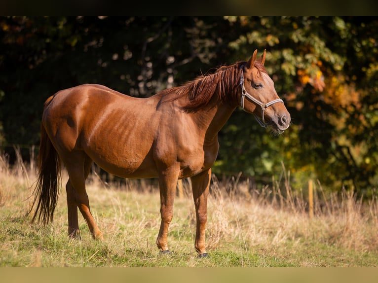 Rheinländer Giumenta 19 Anni 165 cm Sauro in Much