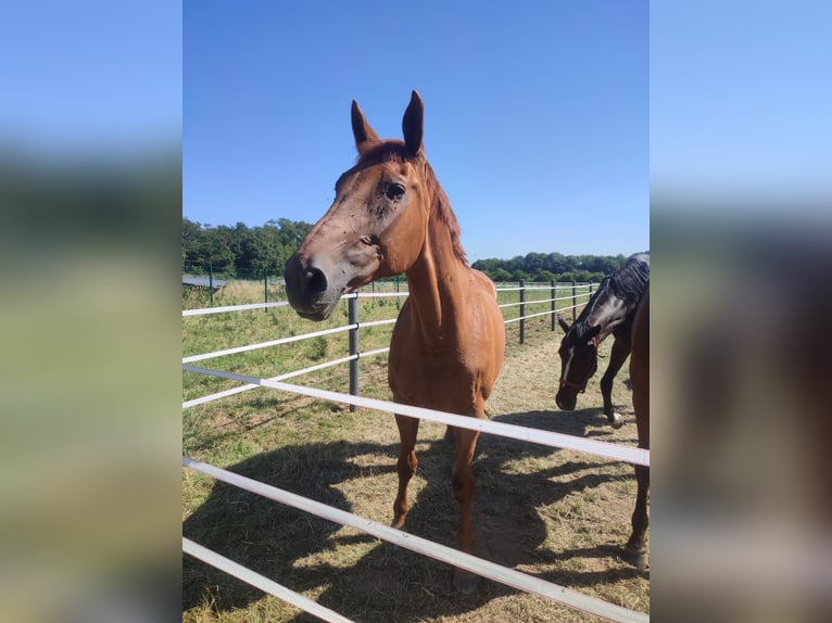 Rheinländer Giumenta 19 Anni 167 cm Sauro in Rheinberg