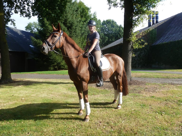 Rheinländer Giumenta 19 Anni 167 cm Sauro in Rheinberg