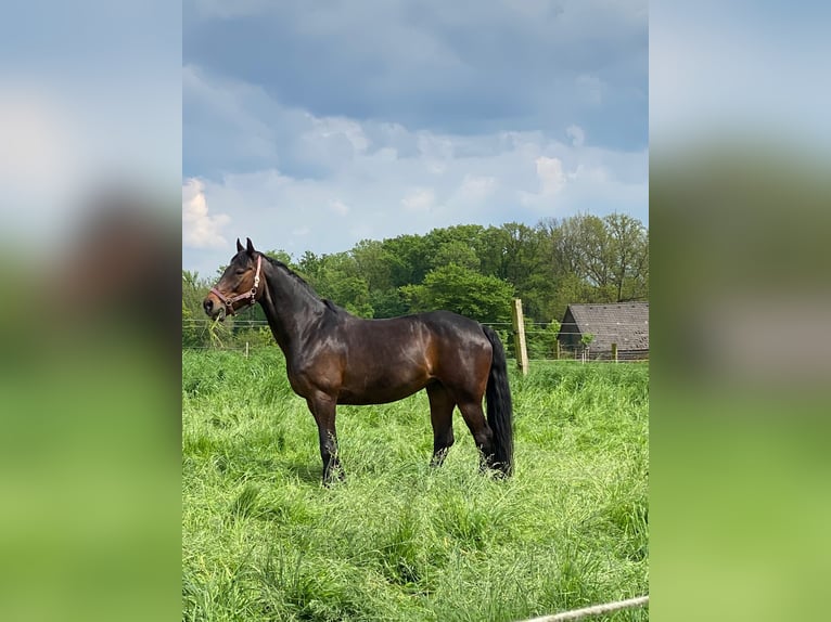 Rheinländer Giumenta 20 Anni 160 cm Baio scuro in Essen