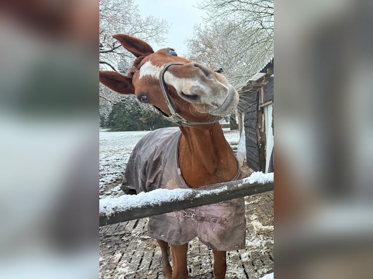 Rheinländer Giumenta 20 Anni 165 cm Baio in Recklinghausen