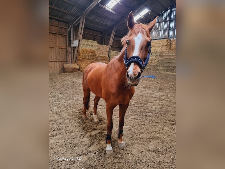 Rheinländer Giumenta 20 Anni 165 cm Baio in Recklinghausen