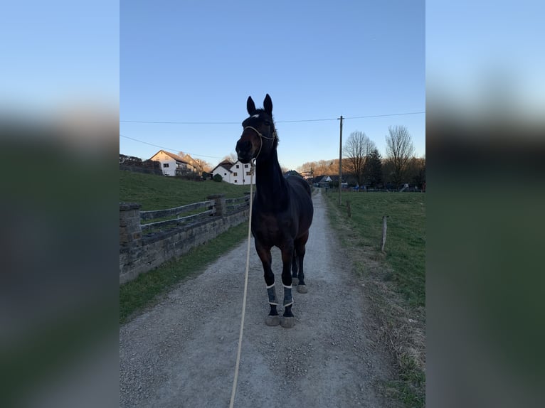 Rheinländer Giumenta 21 Anni 165 cm Baio scuro in NümbrechtNümbrecht