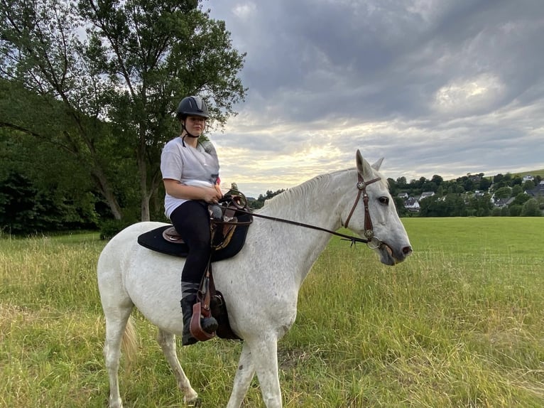 Rheinländer Giumenta 25 Anni 167 cm Grigio pezzato in Schmallenberg