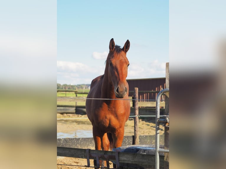 Rheinländer Giumenta 2 Anni 160 cm Baio in Mönchengladbach