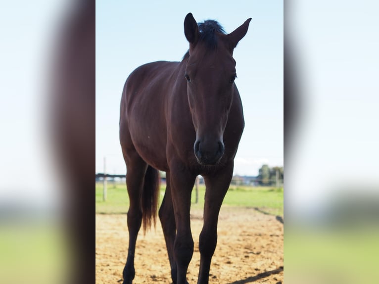 Rheinländer Giumenta 2 Anni 160 cm Baio in Mönchengladbach