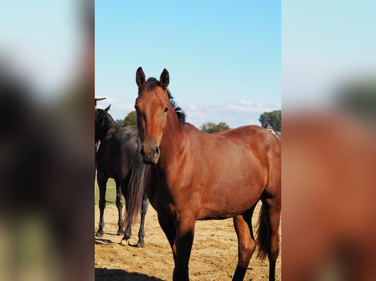 Rheinländer Giumenta 2 Anni 160 cm Baio in Mönchengladbach