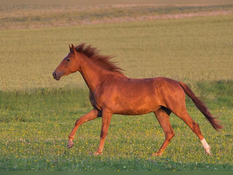 Rheinländer Giumenta 2 Anni 162 cm Sauro scuro in Burladingen