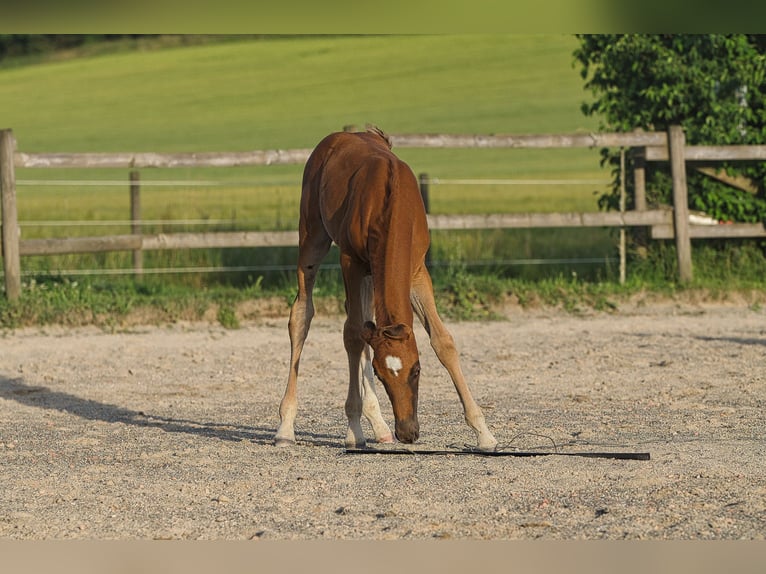 Rheinländer Giumenta 2 Anni 162 cm Sauro scuro in Burladingen