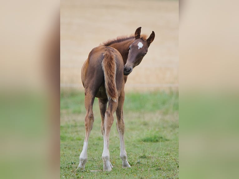 Rheinländer Giumenta 2 Anni 162 cm Sauro scuro in Burladingen