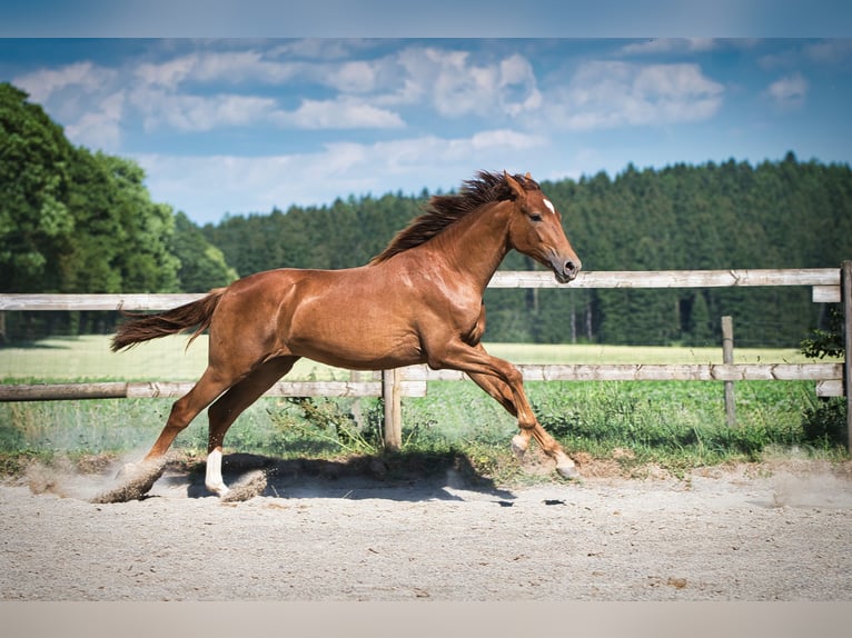 Rheinländer Giumenta 2 Anni 162 cm Sauro scuro in Burladingen