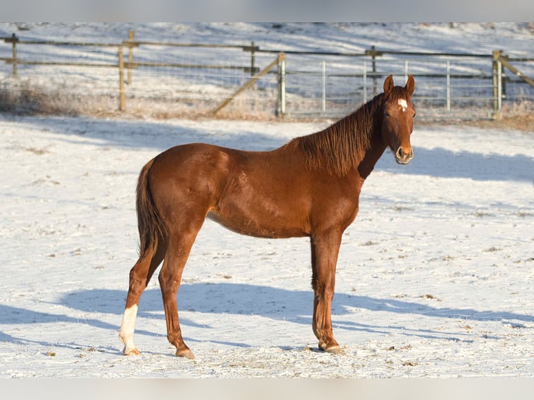 Rheinländer Giumenta 2 Anni 162 cm Sauro scuro in Burladingen