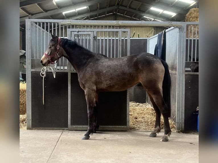 Rheinländer Giumenta 3 Anni 156 cm Pelle di daino in Niederzier