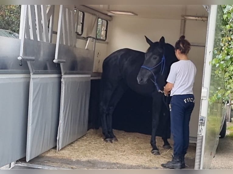 Rheinländer Giumenta 3 Anni 162 cm Può diventare grigio in Walterswil