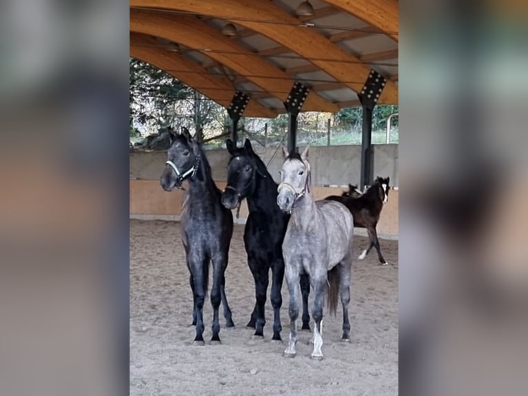 Rheinländer Giumenta 3 Anni 162 cm Può diventare grigio in Walterswil