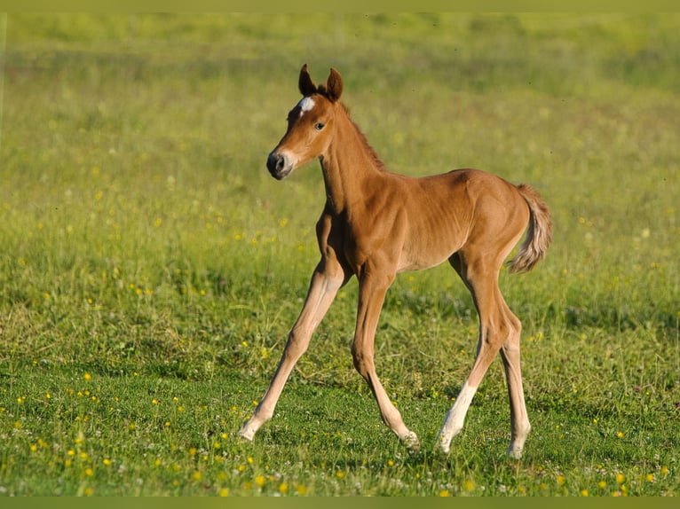 Rheinländer Giumenta 3 Anni 162 cm Sauro scuro in Burladingen