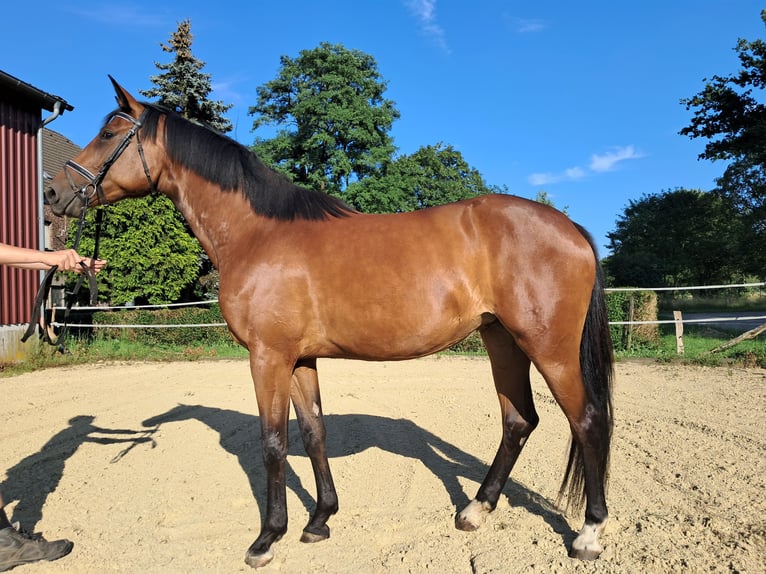 Rheinländer Giumenta 3 Anni 163 cm Baio in Neukirchen-Vluyn