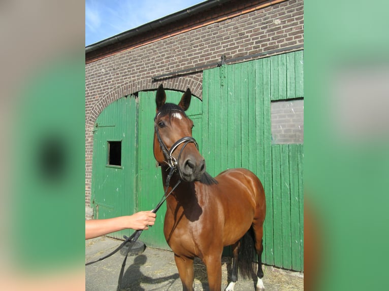 Rheinländer Giumenta 3 Anni 163 cm Baio in Neukirchen-Vluyn