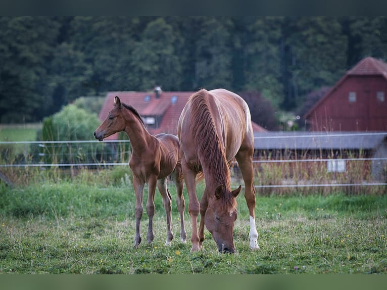 Rheinländer Giumenta 3 Anni 163 cm Sauro scuro in Burladingen