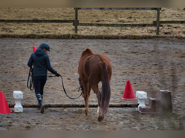 Rheinländer Giumenta 3 Anni 163 cm Sauro scuro in Burladingen