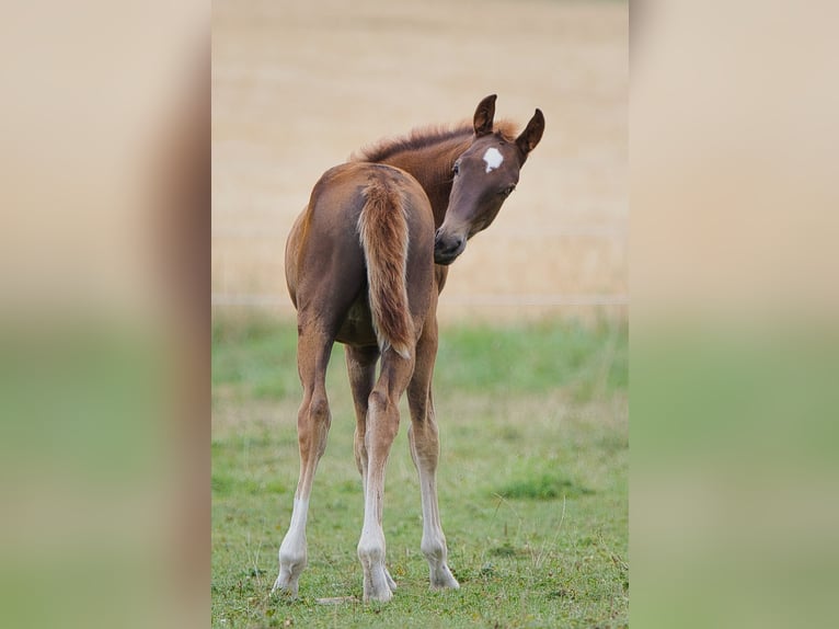 Rheinländer Giumenta 3 Anni 163 cm Sauro scuro in Burladingen