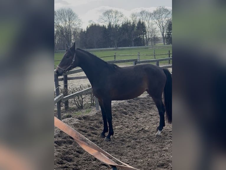 Rheinländer Giumenta 3 Anni 165 cm Baio scuro in Stade