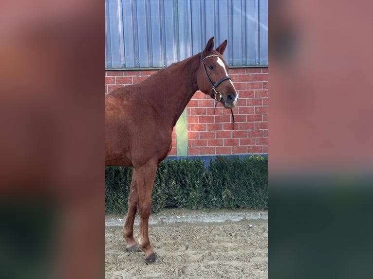 Rheinländer Giumenta 3 Anni 168 cm Sauro in Weeze