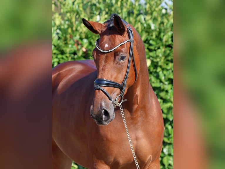 Rheinländer Giumenta 3 Anni 169 cm Baio in Greven