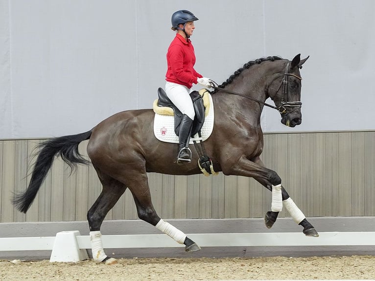 Rheinländer Giumenta 3 Anni Baio nero in Münster-Handorf