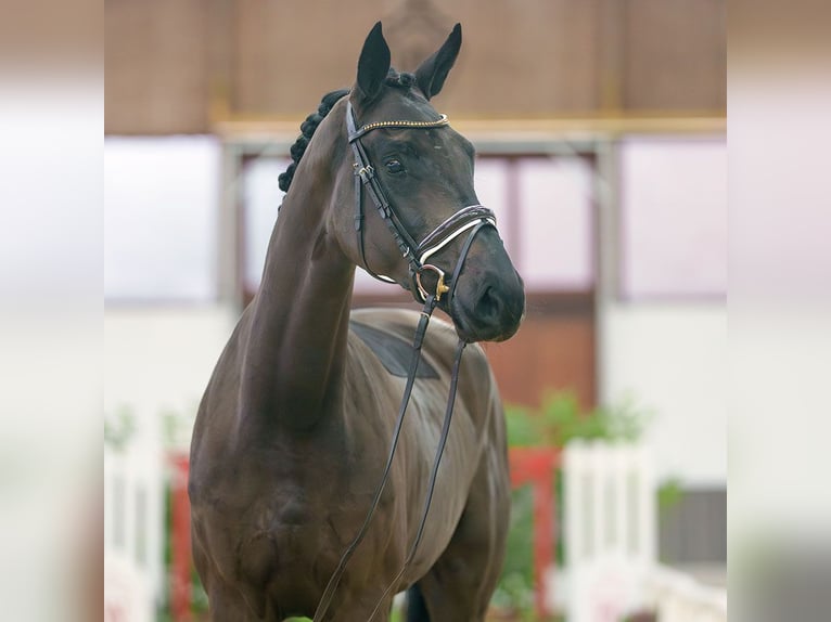 Rheinländer Giumenta 3 Anni Baio nero in Münster-Handorf