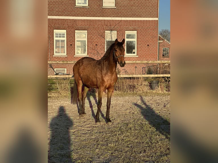 Rheinländer Giumenta 4 Anni 160 cm Baio in Ihlow