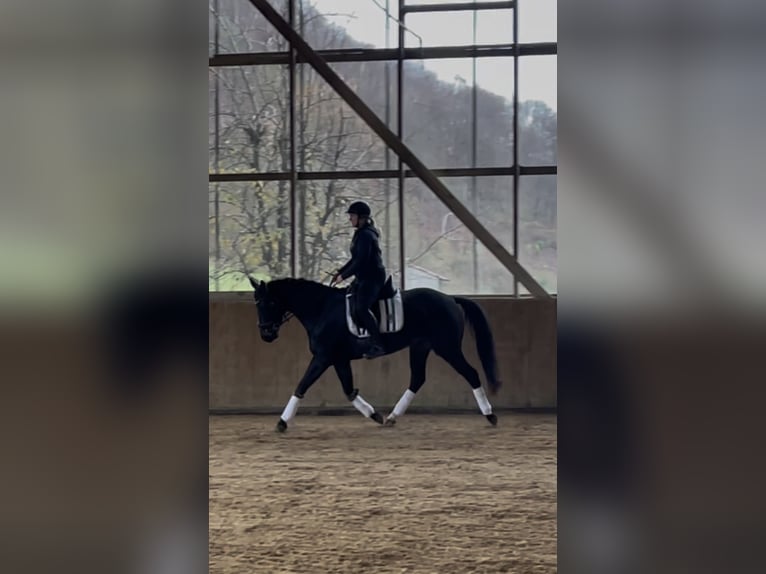 Rheinländer Giumenta 4 Anni 161 cm Morello in Liebenau