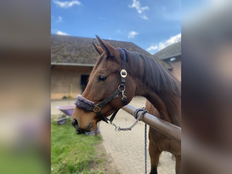 Rheinländer Giumenta 4 Anni 165 cm Baio in Berlin