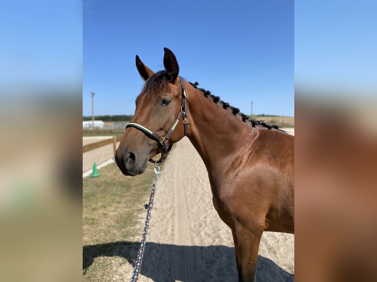 Rheinländer Giumenta 4 Anni 165 cm Baio in Berlin