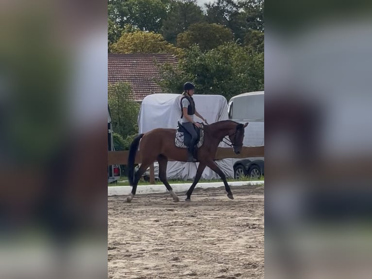 Rheinländer Giumenta 4 Anni 165 cm Baio in Berlin