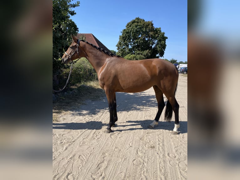 Rheinländer Giumenta 4 Anni 165 cm Baio in Berlin