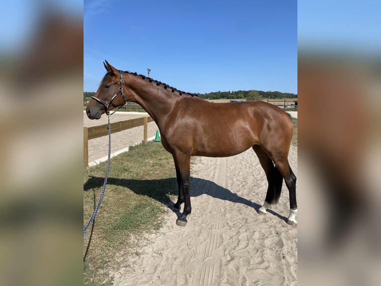 Rheinländer Giumenta 4 Anni 165 cm Baio in Berlin