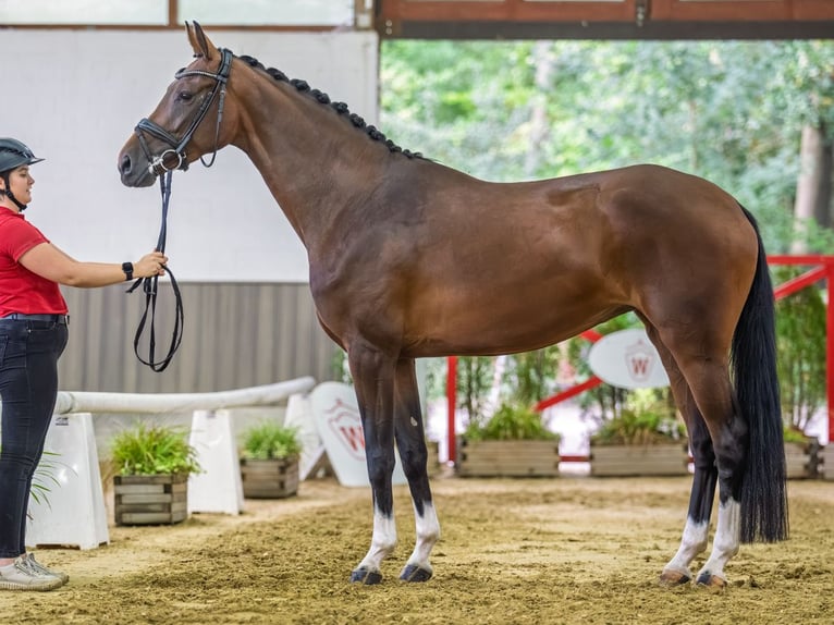 Rheinländer Giumenta 4 Anni 166 cm Baio in Mnster-Handorf