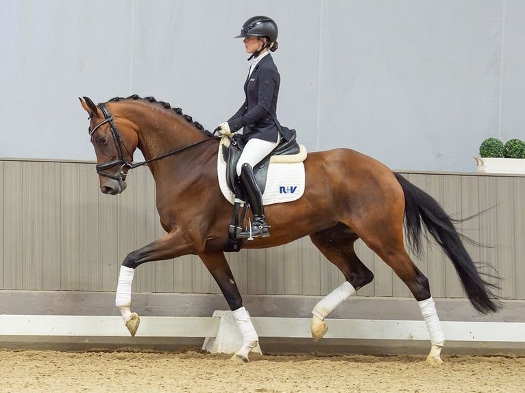 Rheinländer Giumenta 4 Anni 166 cm Baio in Mnster-Handorf