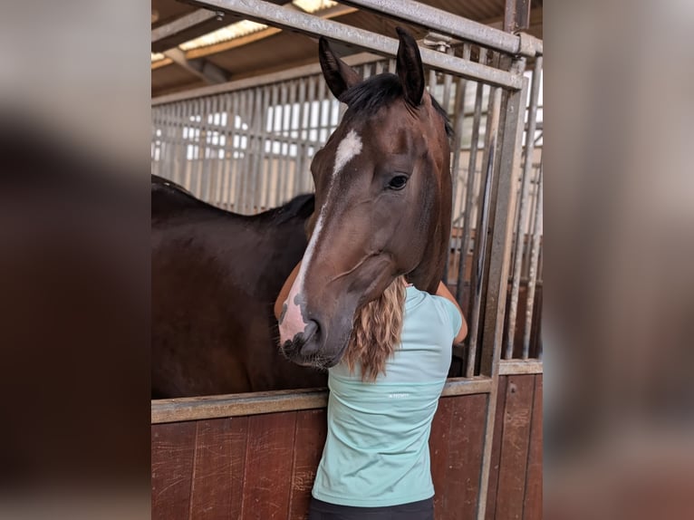 Rheinländer Giumenta 4 Anni 167 cm Baio scuro in Ober-Flörsheim