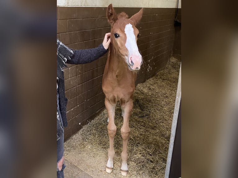 Rheinländer Giumenta 4 Anni 167 cm Sauro in Wermelskirchen