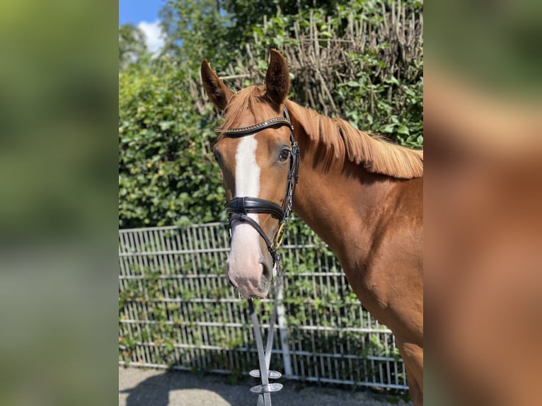 Rheinländer Giumenta 4 Anni 167 cm Sauro in Wermelskirchen
