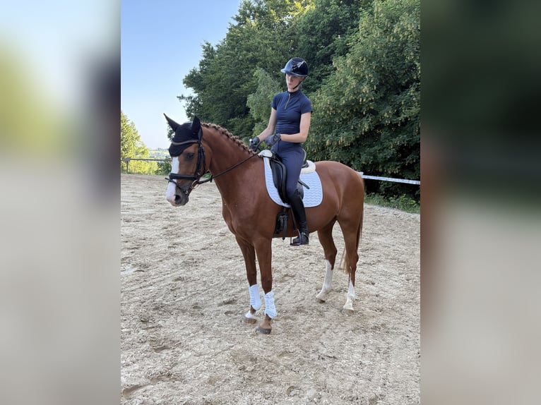 Rheinländer Giumenta 4 Anni 167 cm Sauro in Wermelskirchen