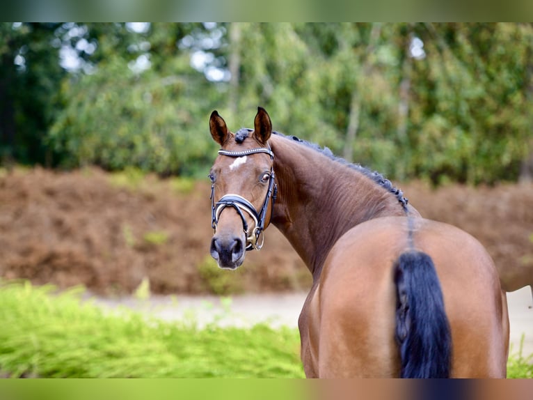 Rheinländer Giumenta 4 Anni 168 cm Baio in Visbek